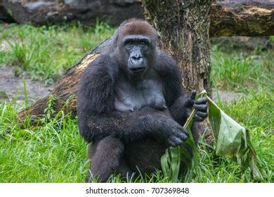 Baby Gorilla Stock Photo 3146090 | Shutterstock