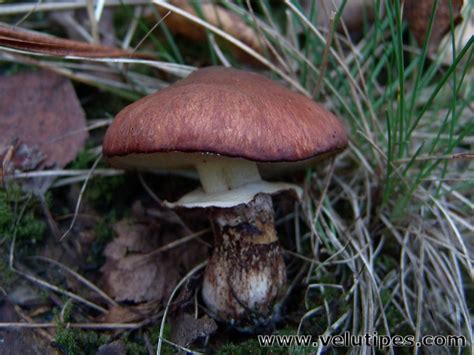 Suillus luteus, voitatti @ Natural Fungi in Finland