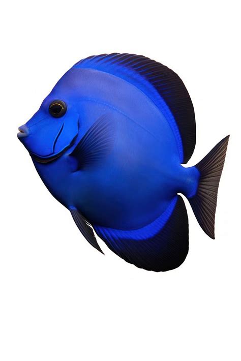 Regal Blue Tang Animal Fish Free Photo Rawpixel