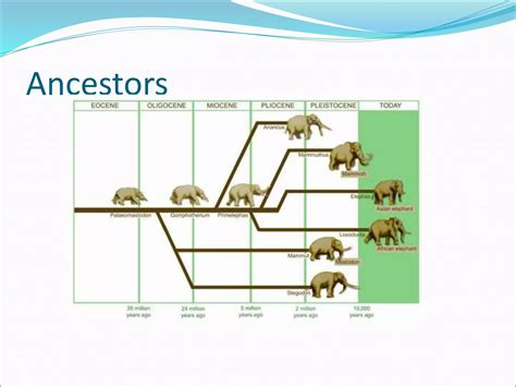 evolution of elephant.ppt