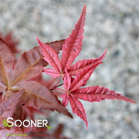 Skeeters Broom Upright Japanese Maple Sooner Plant Farm