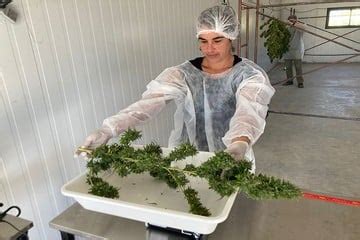 El Inta Realiz Su Primera Cosecha De Cannabis Medicinal