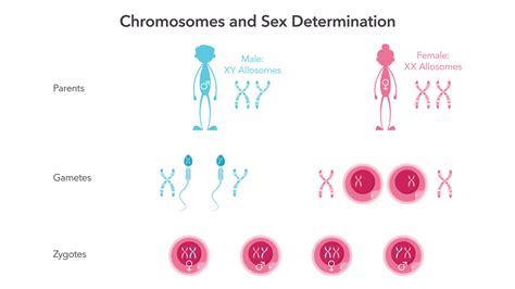 Chromosomes And Sex Determination Genome Sciences Vector Illustration