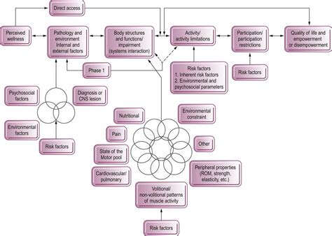 Aging And The Central Nervous System Musculoskeletal Key