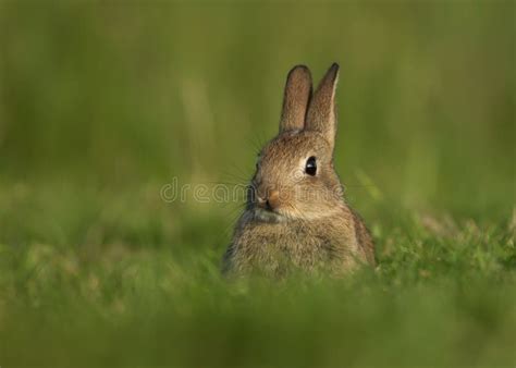 Cuniculus Selvatico Di Oryctolagus Del Coniglio Europeo Giovanile