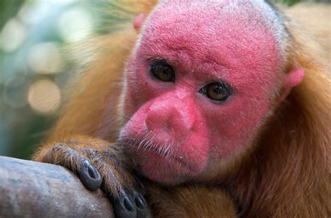 Bald Uakari | Uakari, Monkey species, Nature animals