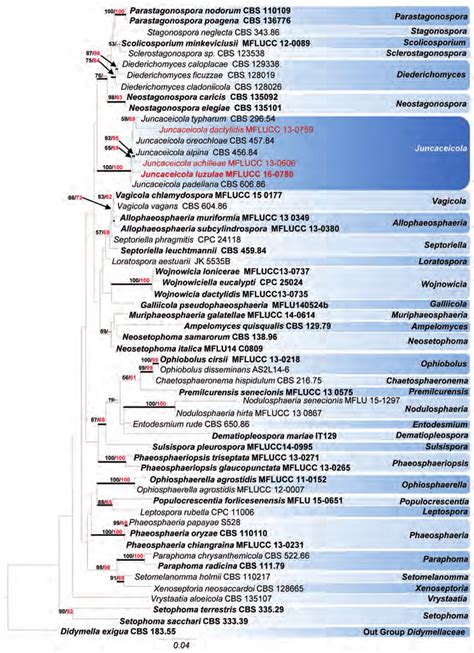 RAxML Tree Based On Analysis Of A Combined Dataset Of ITS LSU And SSU