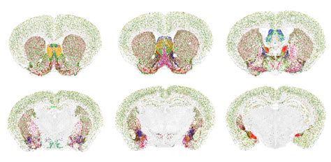 Landmark Atlases Flag 5000 Cell Types Across Mouse Brain Spectrum