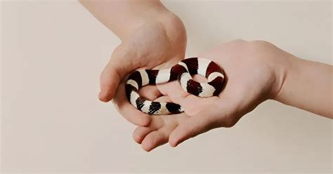 How Big Do Milk Snakes Get in Wild or Captivity?