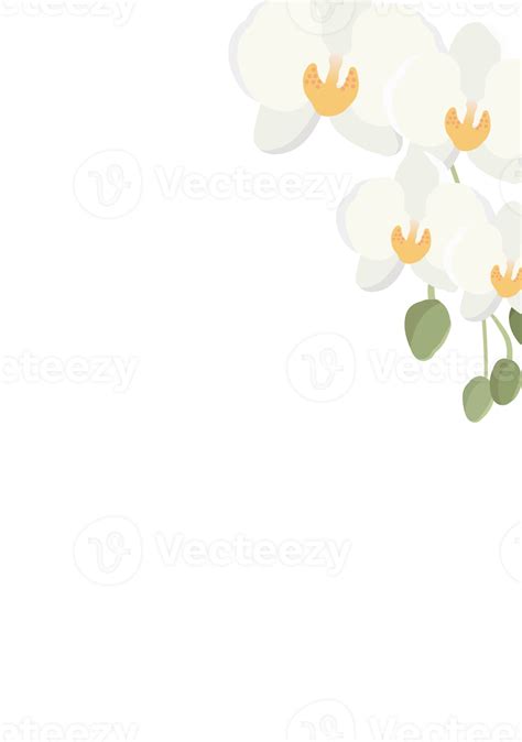 White Phalaenopsis Orchid Flower Bouquet Frame 12805701 Png