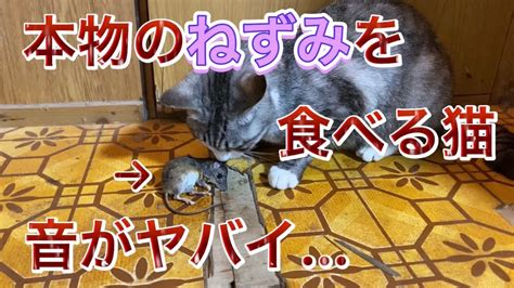 【asmr】本物のネズミを食べる猫🐀🐈ねずみの骨を噛み砕く音がやばすぎる Youtube