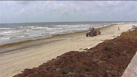 Galveston Researchers Tackle Stinky Seaweed Problem Abc Houston