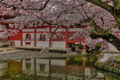 Cherry Blossoms At By D In Uji City Kyoto Kyoto Japanese Garden