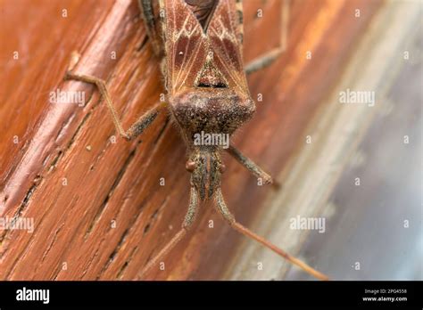 Western Conifer Seed Bug Leptoglossus Occidentalis On A Wooden