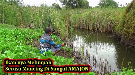 Mancing Ikan Umpan Udang Kupas Dapet Ikan Gabus Mutiara Youtube