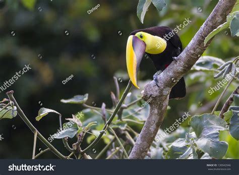 Toucan Eating Egg: Over 3 Royalty-Free Licensable Stock Photos ...