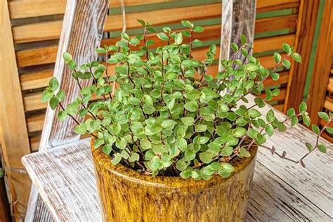 Planta Dinheiro Em Penca Veja Como Cuidar E Seu Significado