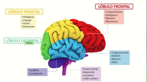 Cuales Son Las Partes Del Cerebro Y Sus Funciones Dinami Porn Sex Picture