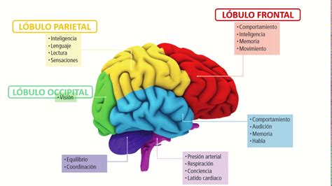 Diagrama Del Cerebro Y Sus Partes Mapa Conceptual De La Estr