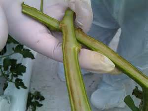 Bacterial Canker Vegetable Disease Facts