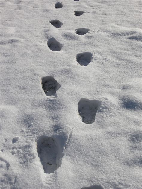 Bildet sand vinter fotspor is vær fotavtrykk frysing snø