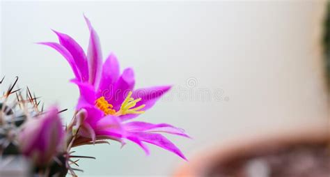 Mammillaria Schumannii Cactus Pink Flower In Full Bloom Stock Image