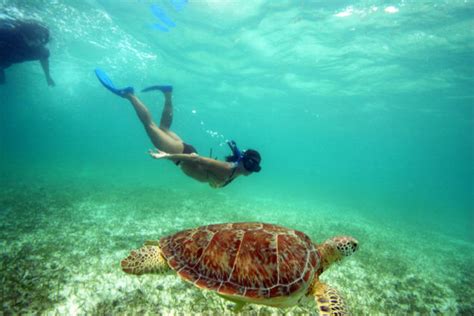 Diving With Turtles To Be Allowed In Akumal Bay The Yucatan Times