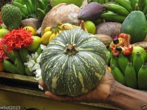 How To Plant And Grow Calabaza Squash Gardener’s Path