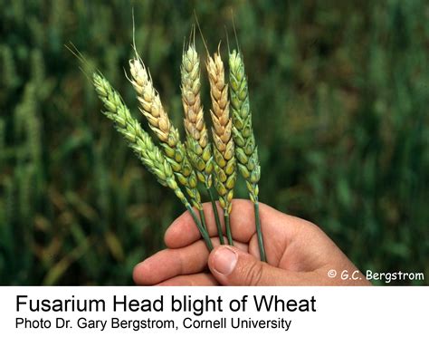 Fusarium Head Blight Of Wheat Crop Protection Network Images