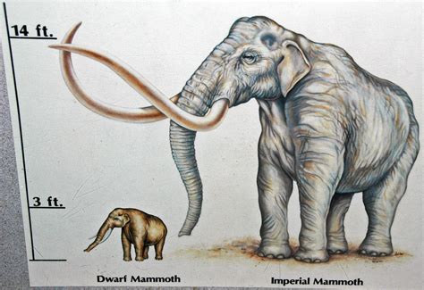 Imperial Mammoth Human Size Too