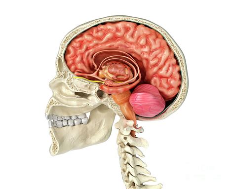 Human Skull Cross Section With Brain Photograph By Leonello Calvetti