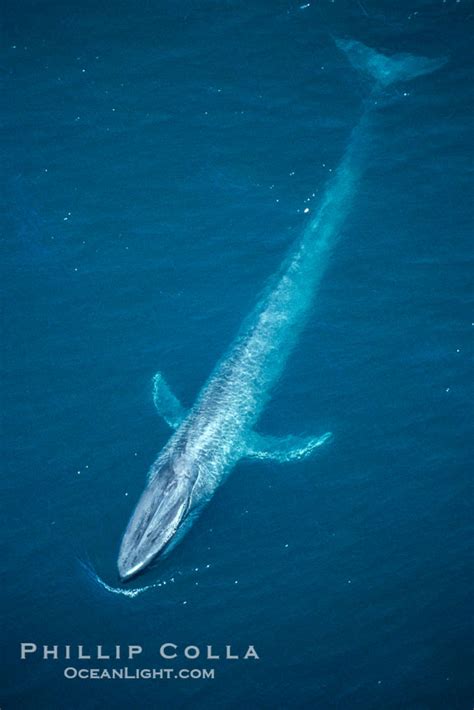 Blue Whale Aerial Photo Balaenoptera Musculus 02167