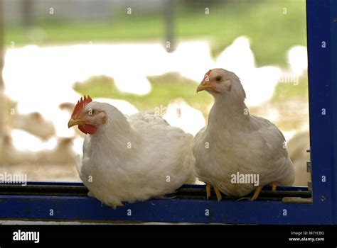 Poules et poulets de chair Banque de photographies et dimages à haute