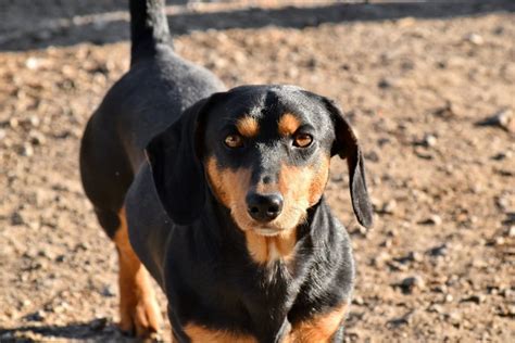 La Raza Perro Salchicha Origen Cuidados Y Esperanza De Vida Perro