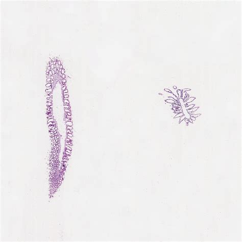 Grantia Longitudinal Section