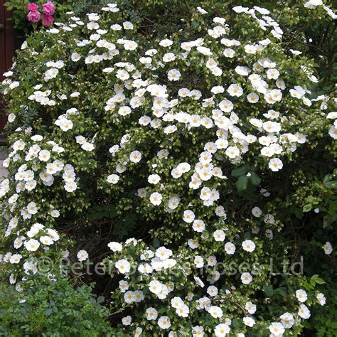 Cistus Corbariensis Syn C X Hybridus Sun Rose Peter Beales Roses