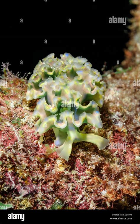 Lettuce Sea Slug Elysia Crispata Bonaire Caribbean Netherlands