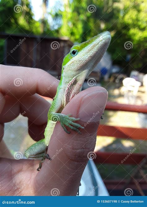 Green Anole Lizard Stock Photo Image Of Lizard Reptiles 153607198