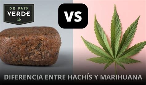 Diferencia Entre Hach S Y Marihuana Lo Esencial