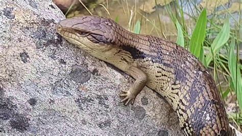 Catching Blue Tongue Lizards In Australia Youtube