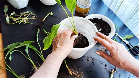 Plantas De Cuidado De Plantas De Hogar De Primavera Despertar Plantas