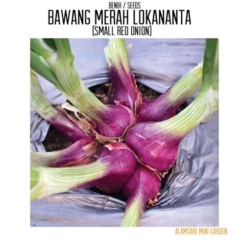 Biji Benih Bawang Merah Bawang Merah Lokananta Small Red Onions