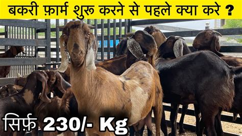 How To Start Goat Farming Indias Largest Goat Farming Shree