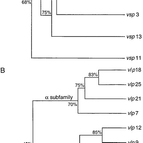 Dendrograms Comparing The Genetic Relatedness Of 9 Vsp A And 14 Vlp