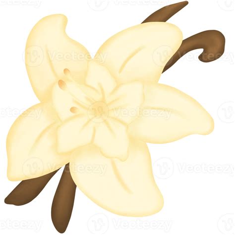 Vanilla Flower With Vanilla Pods 27257932 Png