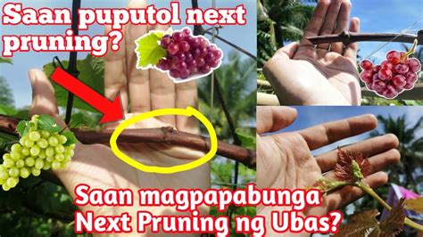 Paano Mag Pruning At Magpabunga Ng Ubas Saan Ang Putol Next Pruning O