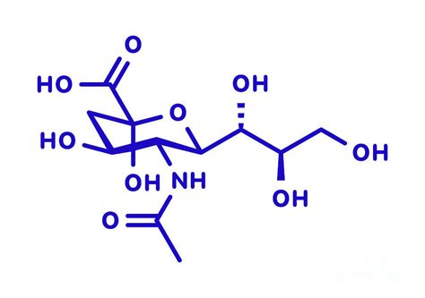 Sialic Acid Molecule Photograph By Molekuulscience Photo Library Pixels