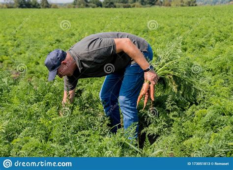 Growing Organic Carrots Carrots In The Hands Of A Farmer Stock Image