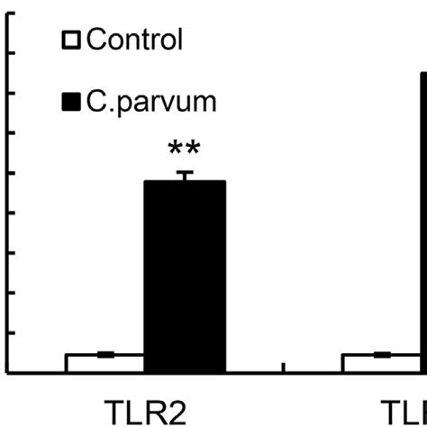 C Parvum Activates Nf Kb In Bovine Intestinal Epithelial Cells Via