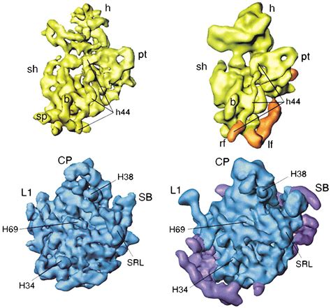 Structure And Function Of The Eukaryotic Ribosome Cell